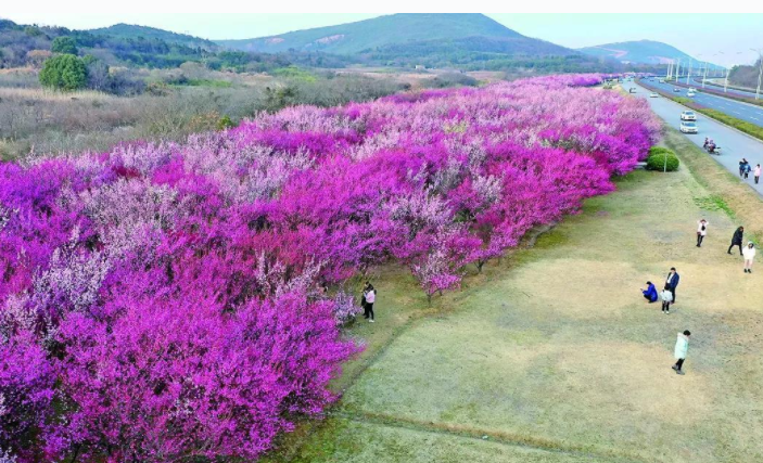 江蘇宜興：春光莫負(fù)，共赴一場賞梅雅集