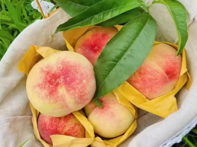 一定“桃”不過TA！