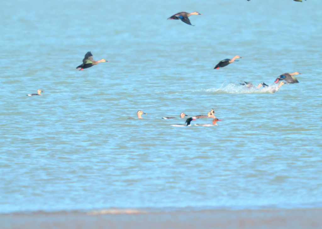 “國鴨”首次造訪，為這里的生態(tài)治理“點贊”